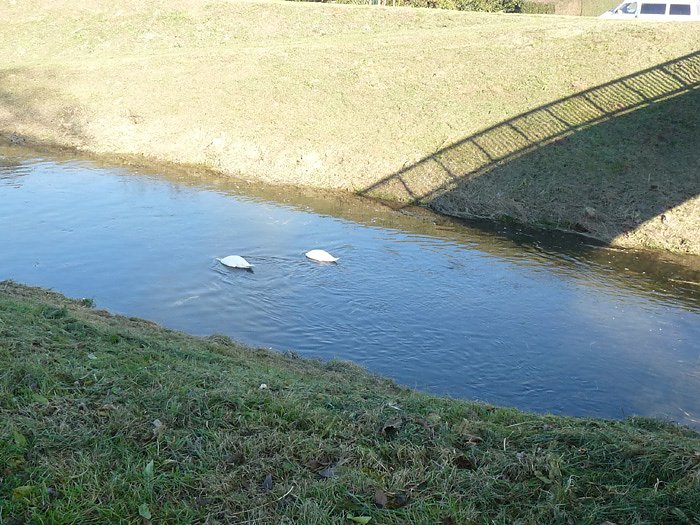 Bild: Kopflos in der Wipper
