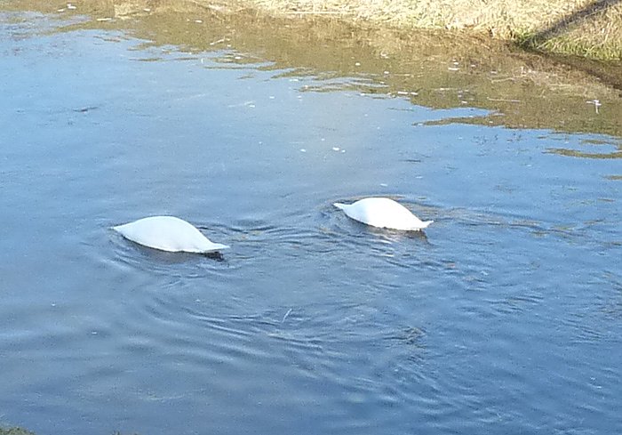 Bild: Kopflos in der Wipper