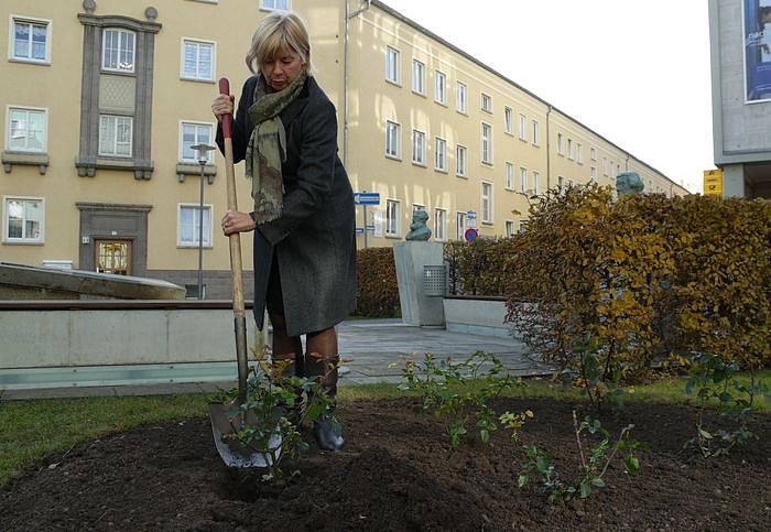 Bild: Rose gepflanzt