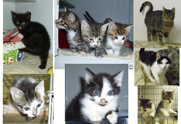 Bild: Katzenkinder
