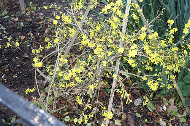 Bild: Winterjasmin