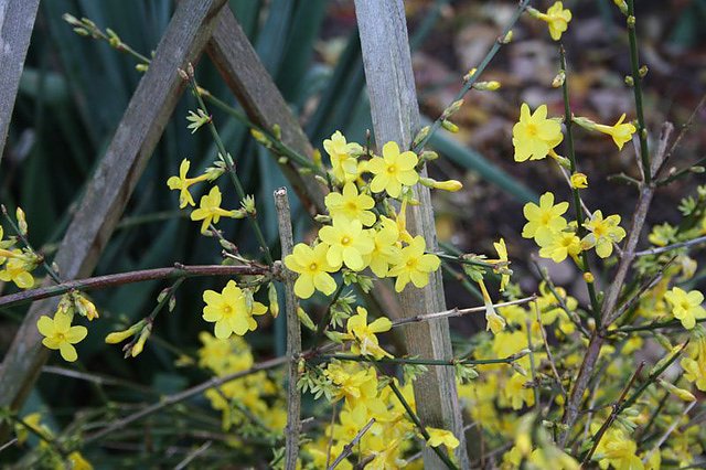 Bild: Winterjasmin