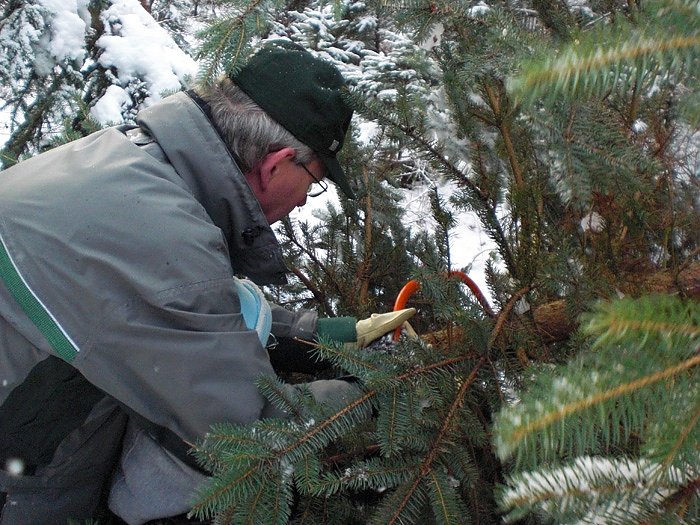 Bild: Tannenbaum im Winterwald