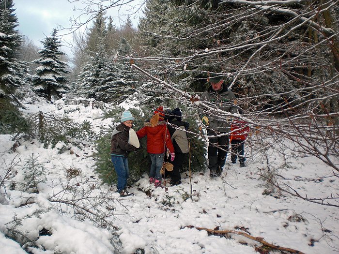 Bild: Tannenbaum im Winterwald