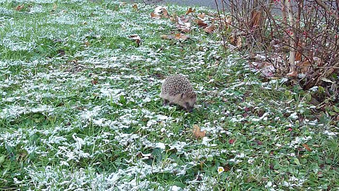 Bild: Igel im Schnee