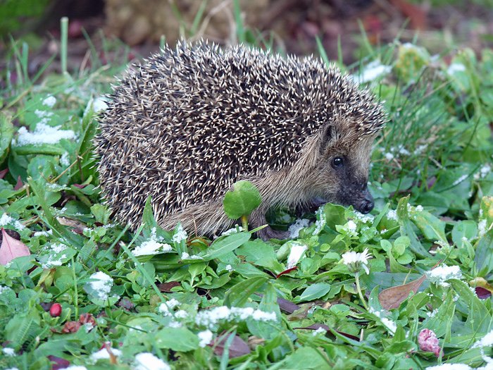 Bild: Igel im Schnee