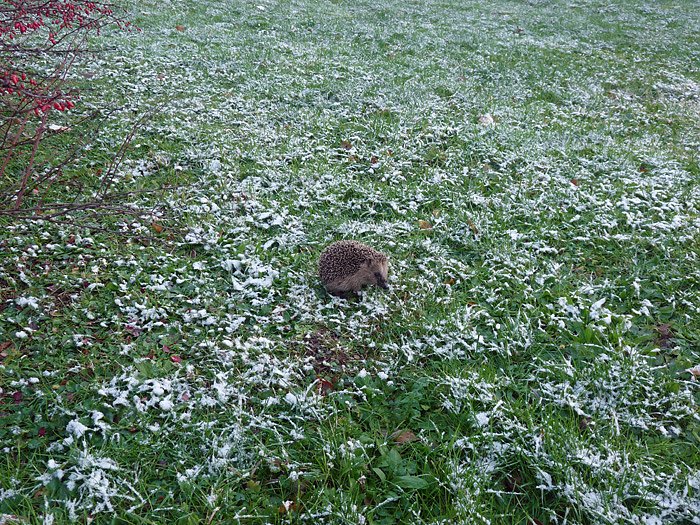 Bild: Igel im Schnee
