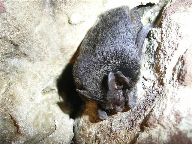 Bild: Mopsfledermaus