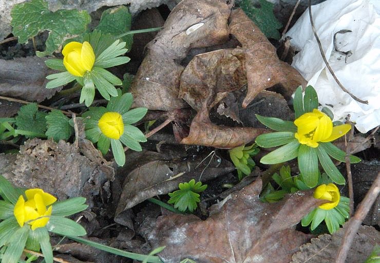 Bild: Fr&uuml;hling in Nordhausen