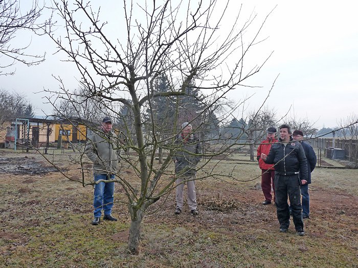 Bild: Baumschnittseminar