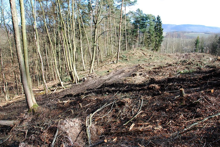 Bild: Abgeholzt