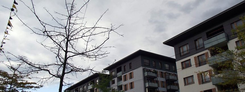 Bild: Baumleichen in der Rautenstra&szlig;e