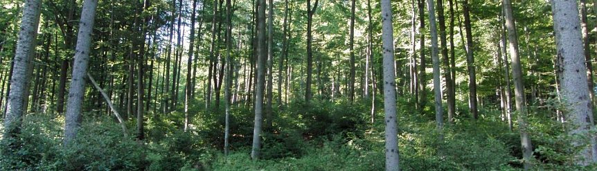 Bild: Oberhalb des Steinm&uuml;hlentals
