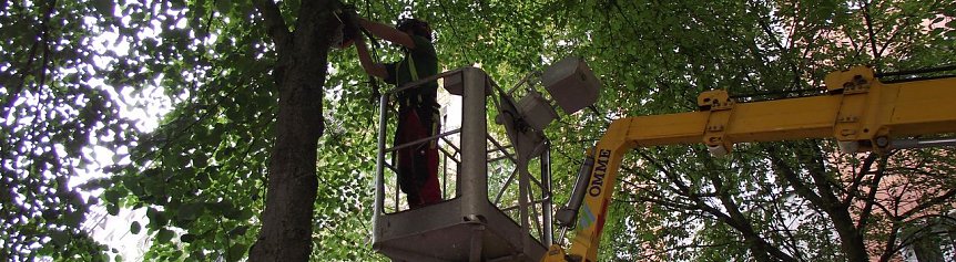 Bild: Mit Kettens&auml;ge und�Hub-Ger&auml;t�lichteten heute Mitarbeiter vom Sachgebiet Umwelt und Gr&uuml;nordnung B&auml;ume in der T&ouml;pferstra&szlig;e aus.