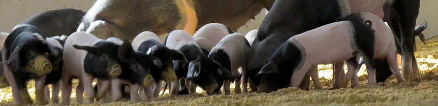 Bild: Archeschau f&uuml;r der Forstfarm