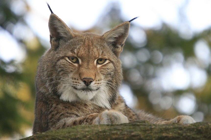 Bild: Der Luchs und die J&auml;ger