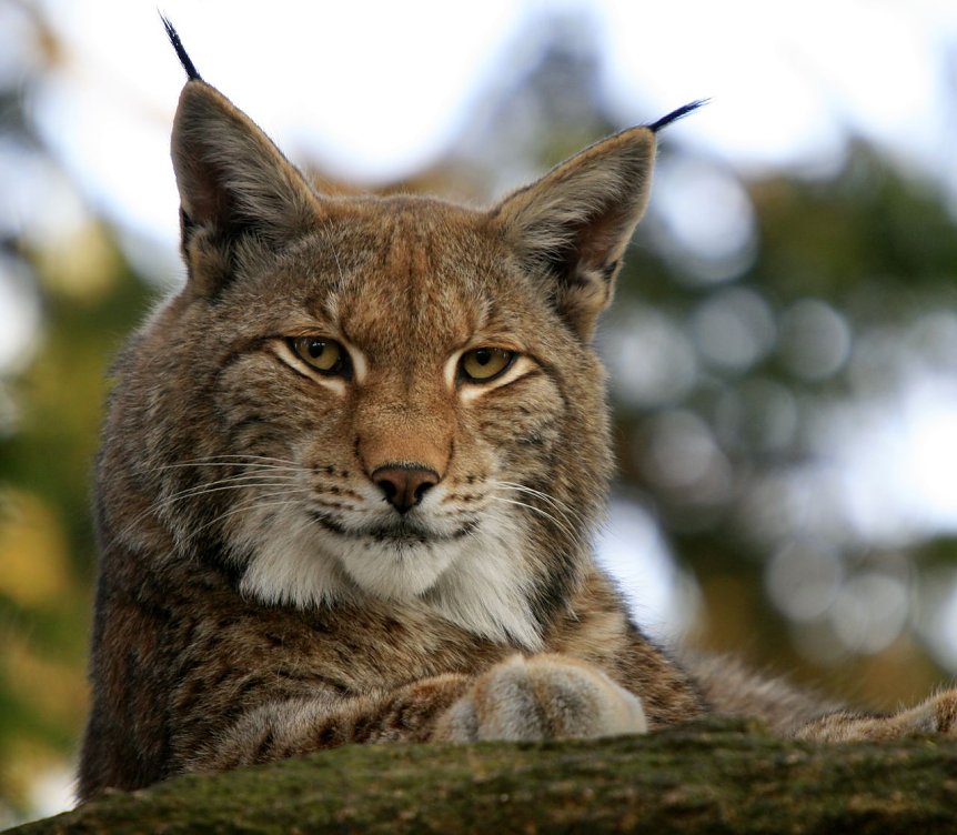 Bild: Luchs