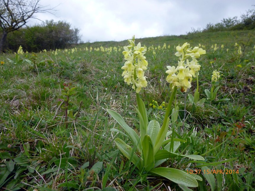 Bild: Bedrohte Art: Blasses Knabenkraut (Orchis pallens)