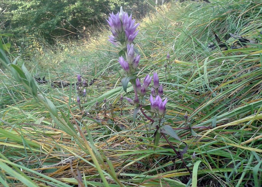 Bild: Deutscher Enzian (Gentianella germanica)