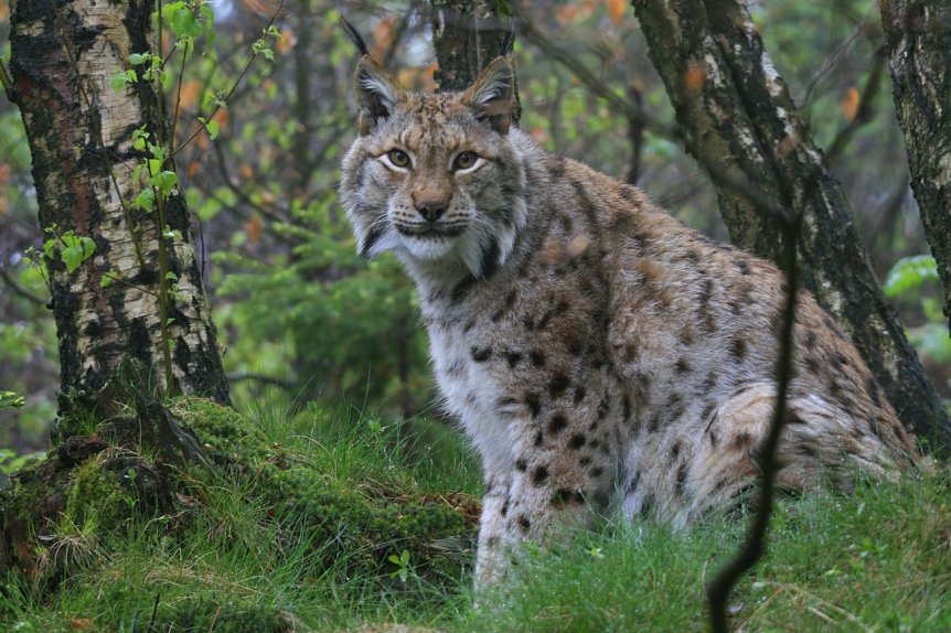 Bild: Der Luchs, die edle Gro&szlig;katze, hat ihren Platz im Harz wieder gefunden.