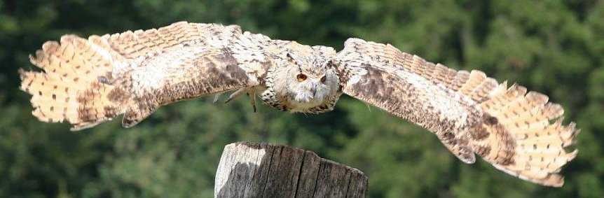 Bild: Majest&auml;tischer Flug