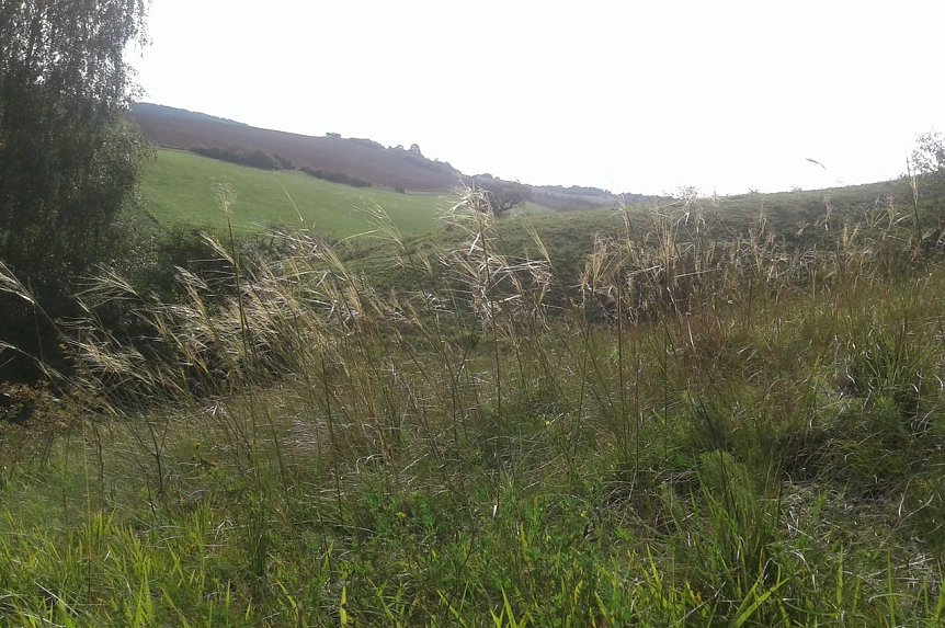 Bild: Pfriemengras (Stipa capillata) im Alten Stolberg