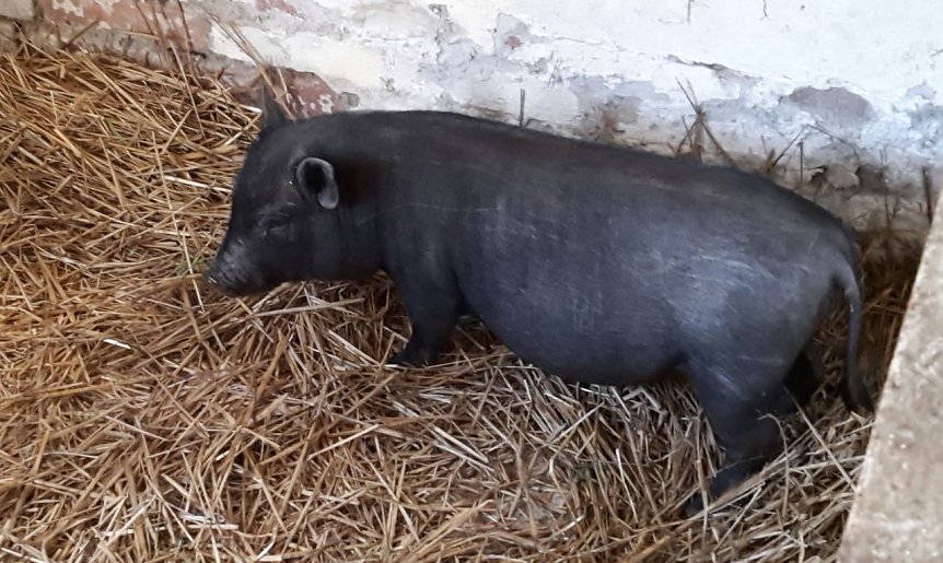 Bild: Schweinchen-Besitzer gesucht.