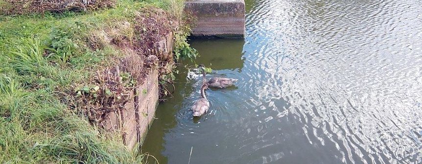 Bild: Eine engagierte Tiersch&uuml;tzerin wird die verwaisten Schwanenk&uuml;ken in ihre Obhut nehmen und sie liebevoll betreuen.