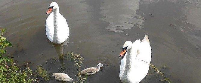 Bild: Bis vor einiger Zeit  war die Schwanenfamilie auf dem Fischaufzuchtsteich in Liebenrode noch vereint.