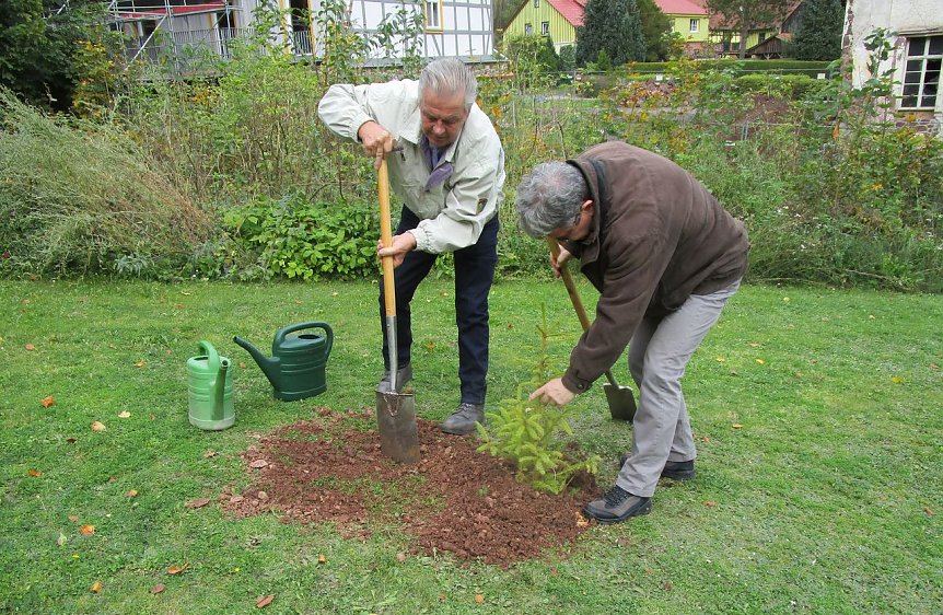 Bild: Baum gepflanzt