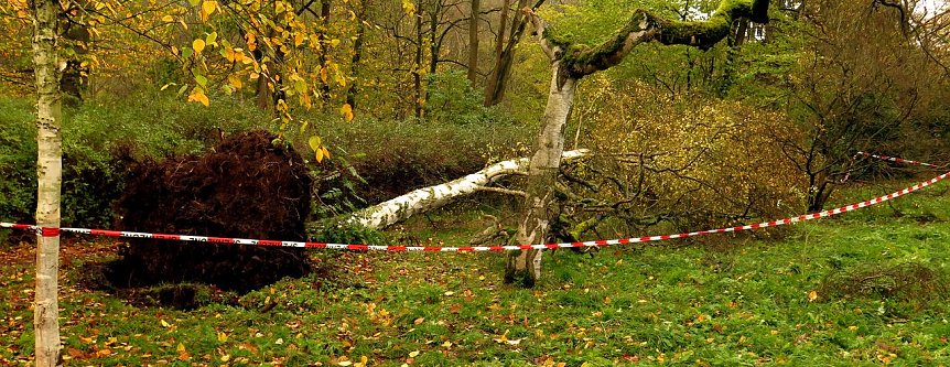 Bild: Umgest&uuml;rzter Baum im Stadtpark