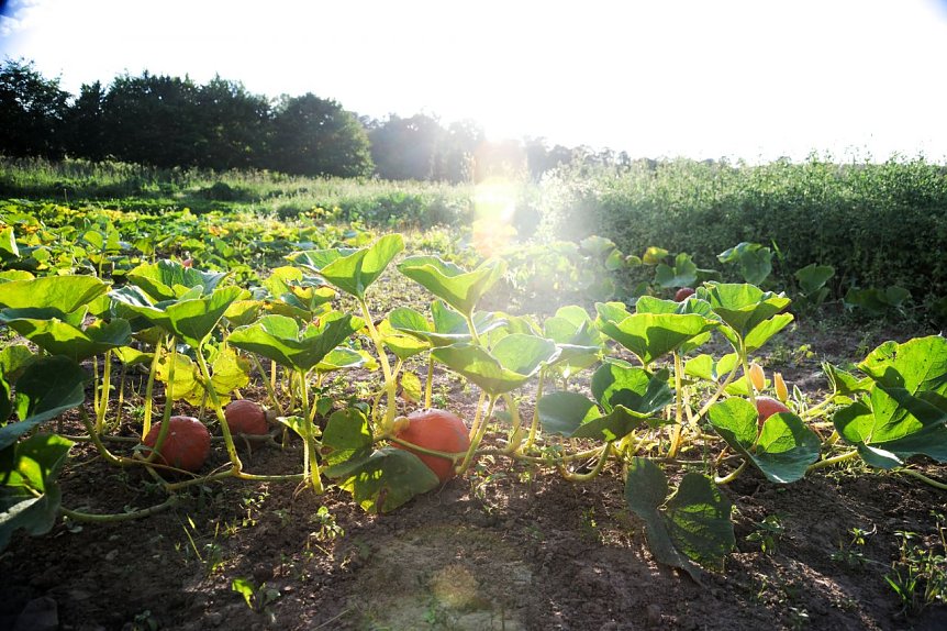 Bild: &Ouml;kologischer Landbau
