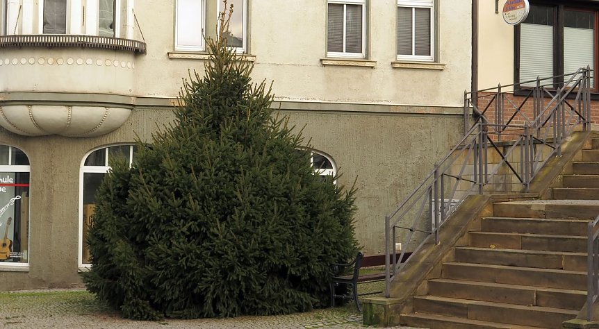 Bild: Weihnachtsbusch in der Altstadt