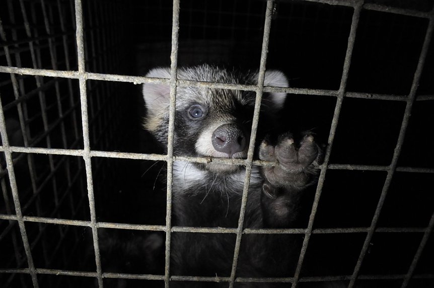 Bild: Marderhunde werden in kleinen Drahtk&auml;figen gehalten.