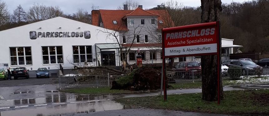 Bild: Baum umgefallen