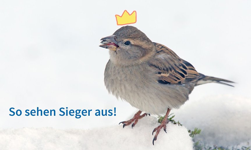 Bild: Das Spatz auf dem ersten Platz