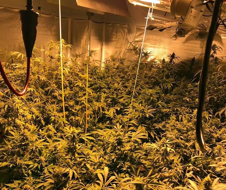 Bild: Blick in die Plantage