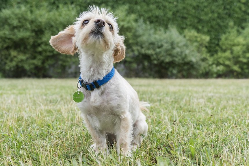 Bild: Hund mit FINDEFIX-Plakette