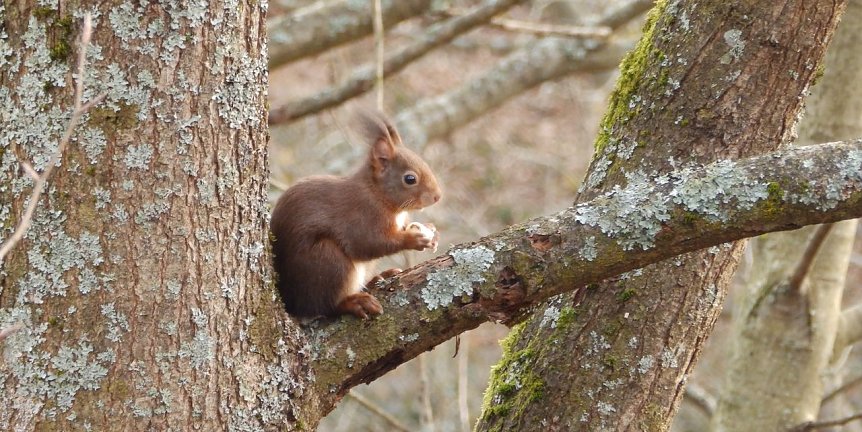 Bild: Eichh&ouml;rnchen sind auch im Winter aktiv