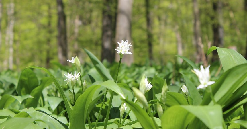 Bild: B&auml;rlauchbl&uuml;te im Hasenwinkel