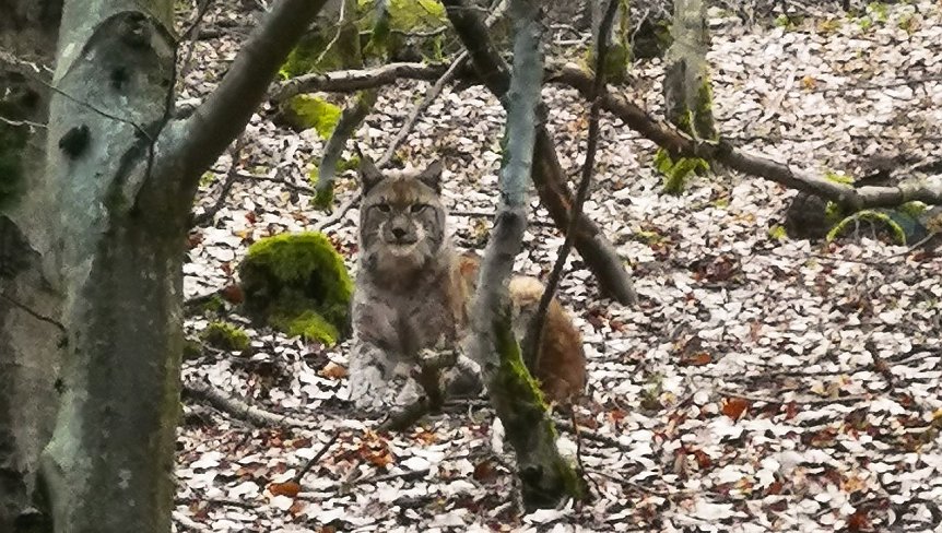Bild: Luchs bei Ilmenau