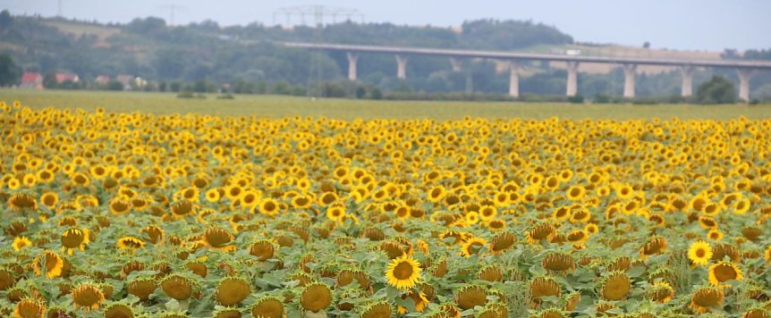 Bild: Sonnenblumen soweit das Auge reicht in der goldenen Aue. 