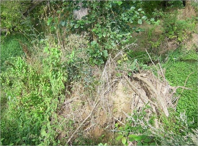 Bild: Wurzelpyramide mit Hypridpappel mit Wildwuchs