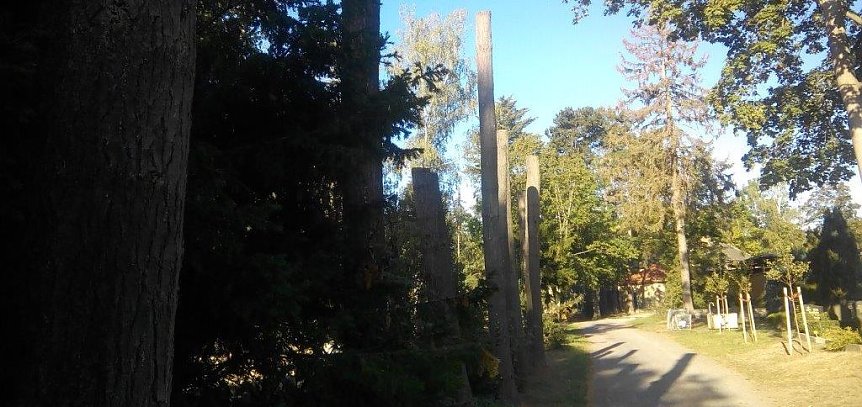Bild: Trockene B&auml;ume unterliegen dem Datenschutz in Nordhausen