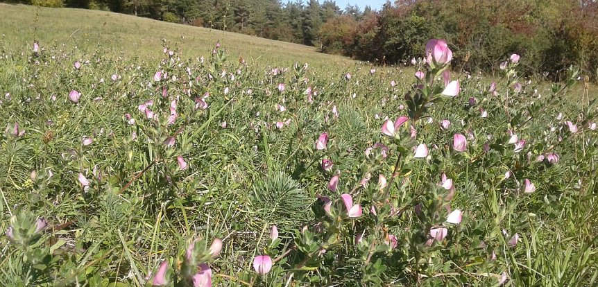 Bild: Wiese bei Obergebra