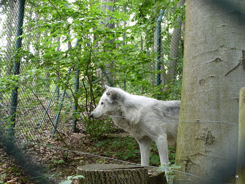Bild: Wolf im B&auml;renpark