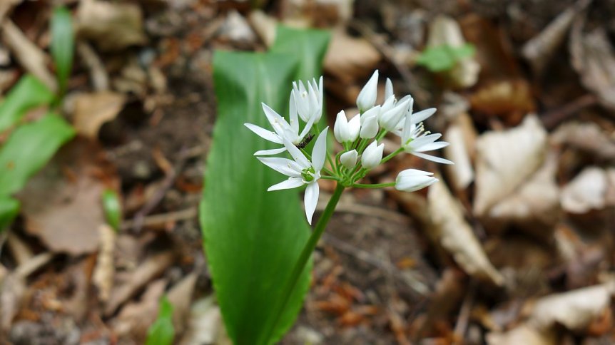 Bild: Allium ursinum beiR&uuml;digsdorf