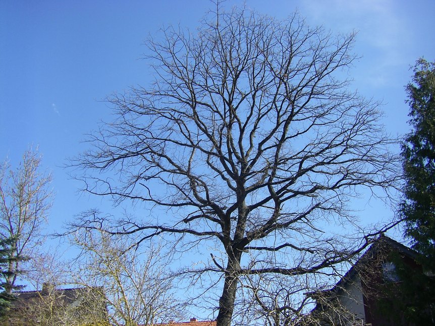 Bild: Auch im Winter macht das Symbol auf dem Richteberg was her.