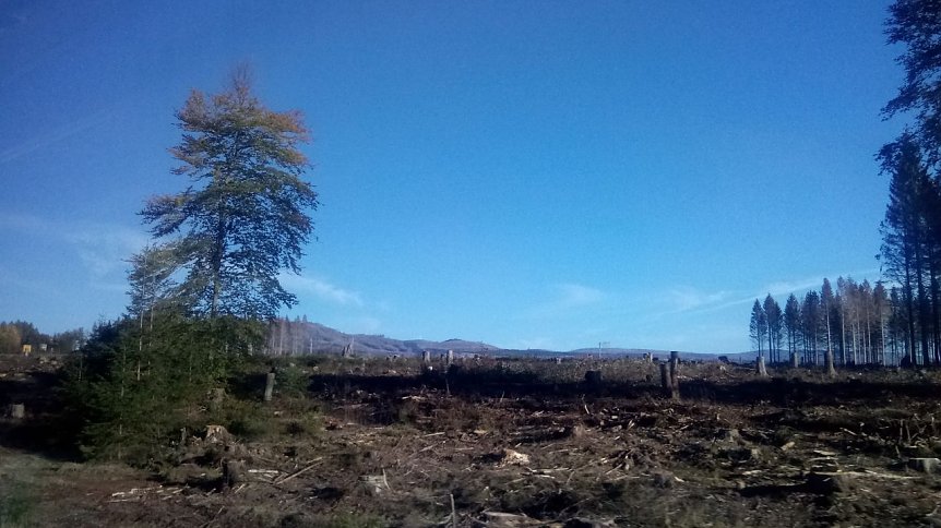 Bild: Das Grauen im Harz