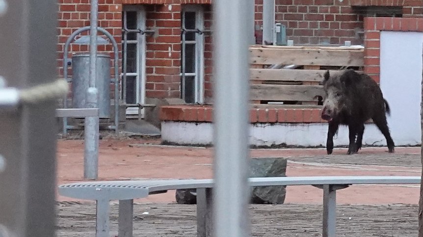 Bild: Keiler auf dem Schulhof